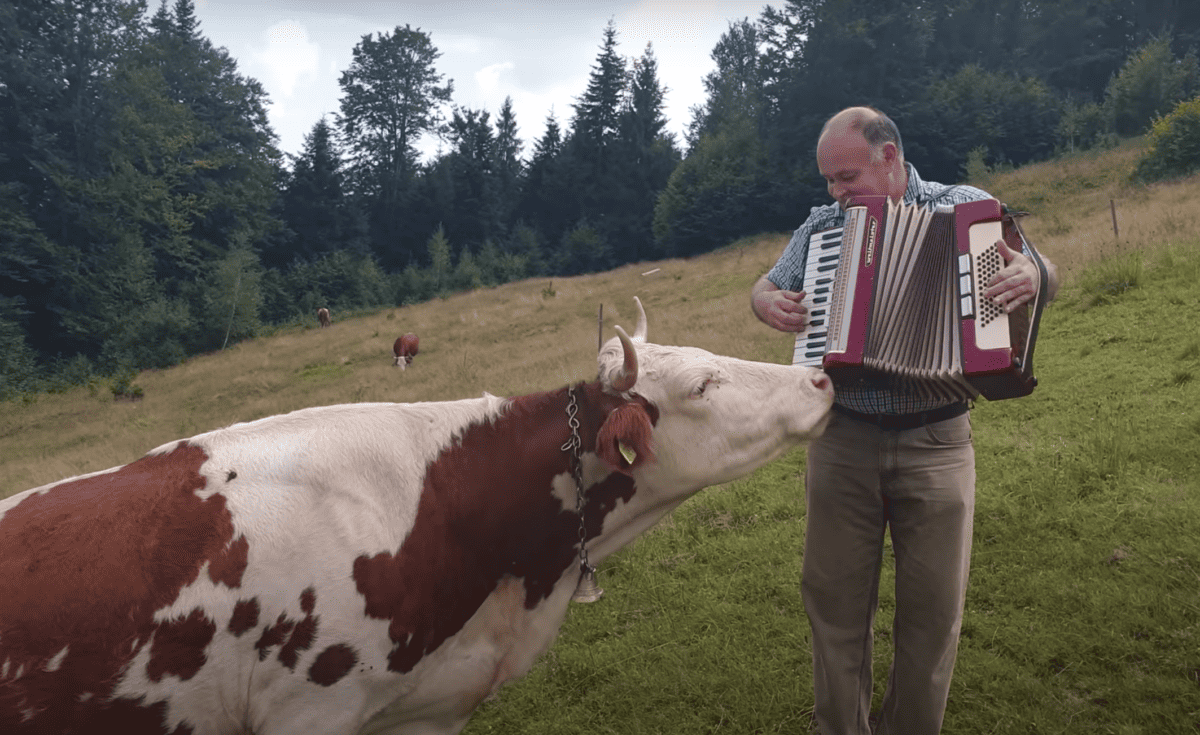Meet The Cow Who Has A Love For The Accordion