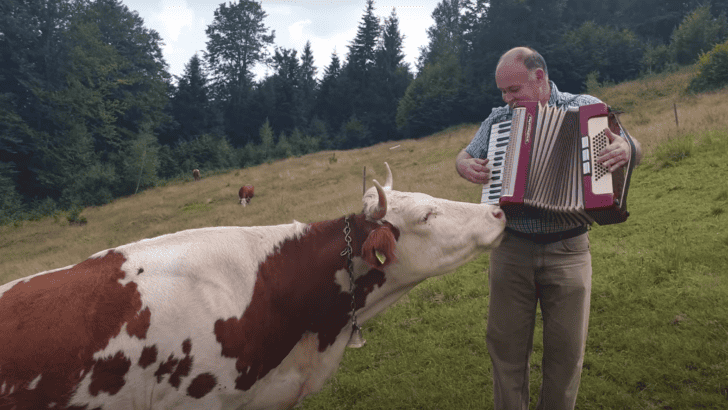 Meet The Cow Who Has A Love For The Accordion