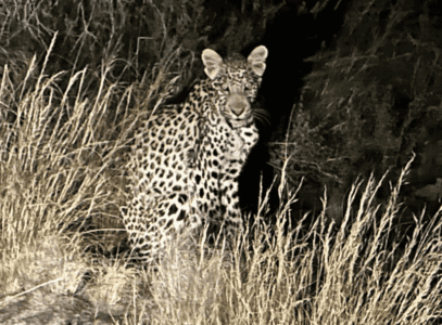 Whiskers Away: Couple Escapes Hungry Leopard Inside Roof Tent