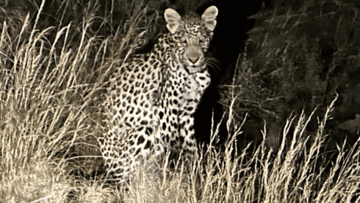 Whiskers Away: Couple Escapes Hungry Leopard Inside Roof Tent