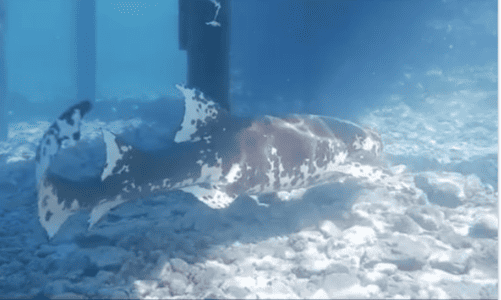 Watch: Piebald Shark Calmly Swims