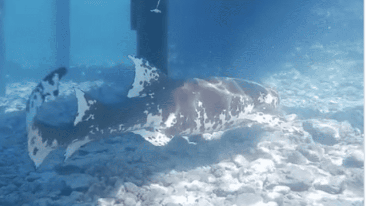 Watch: Piebald Shark Calmly Swims