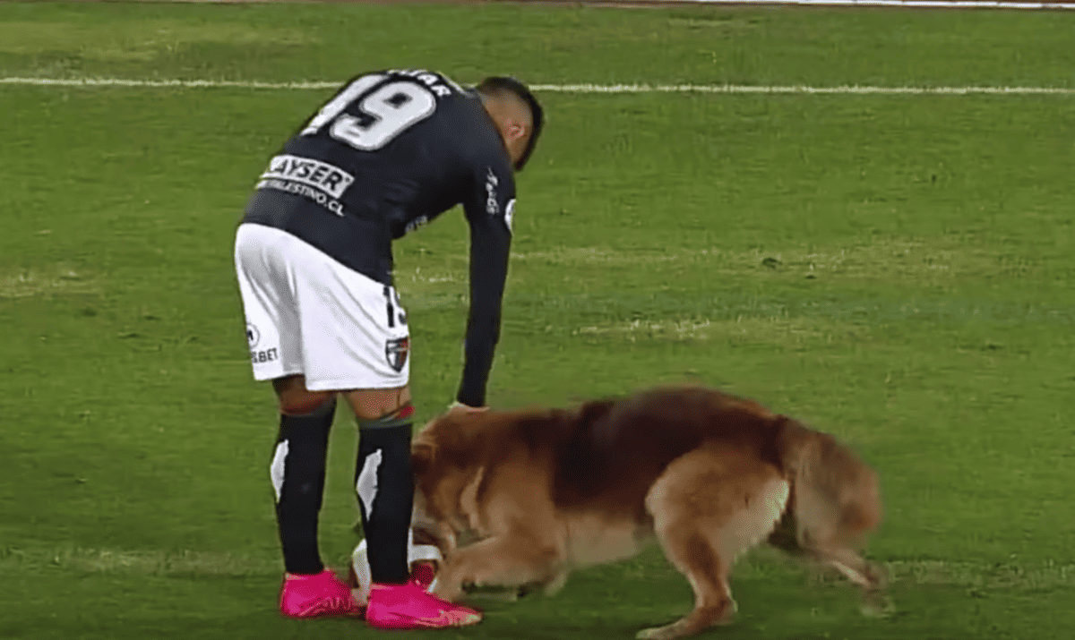 Dog Steals Ball & Hearts During Soccer Match