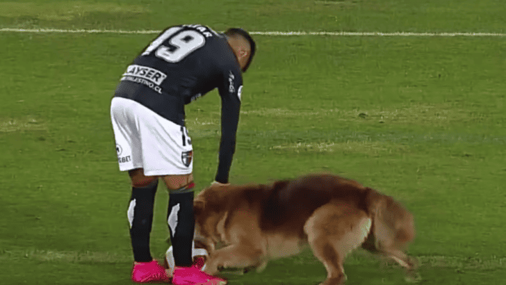 Watch: Dog Steals Ball & Hearts During Soccer Match