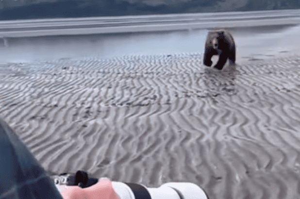 Watch: What To Do If Charged By A Raging Bear