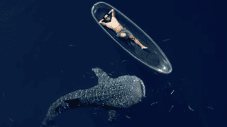 Whale shark calmly appraoches a kayak. Image by zilmizola on Instagram.