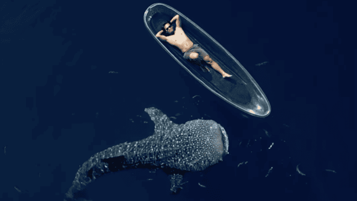 Whale Shark Calmly Approaches A Kayak