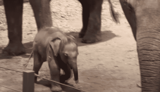 Watch 3 Week Old Baby Elephant Running