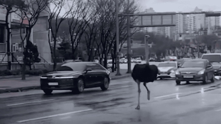 Watch Runaway Ostrich Trot Through South Korean City