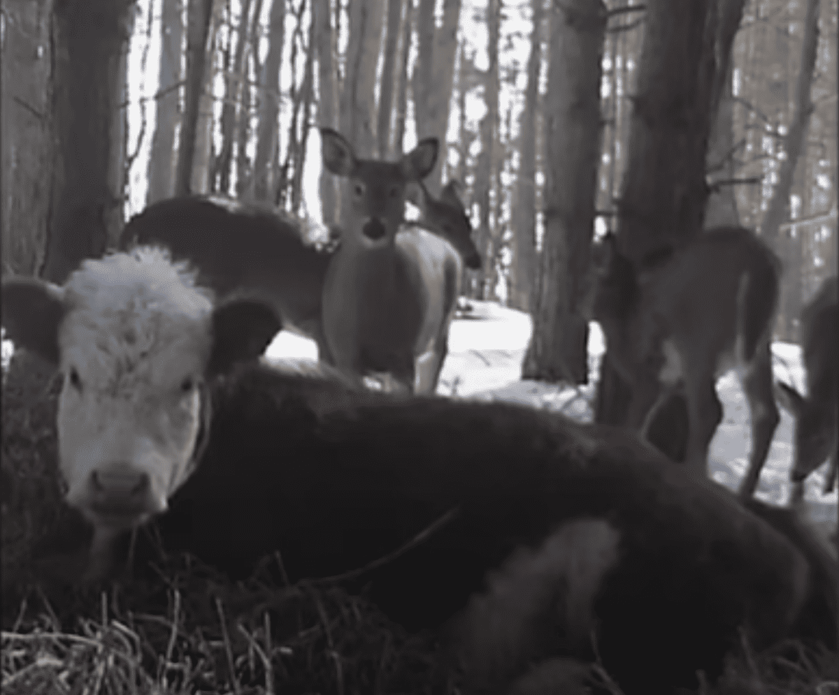 Cow escapes slaughterhouse and survives winter with wild deer