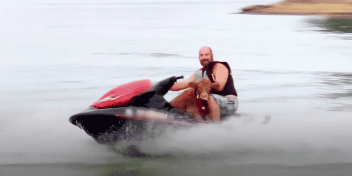 Watch Baby Cow Insists On Jet Skiing With His Dad
