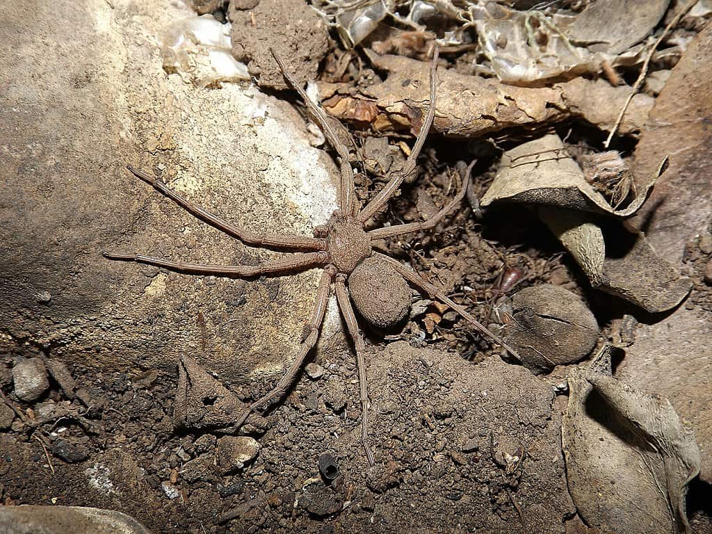 Six-eyed Sand Spider. 