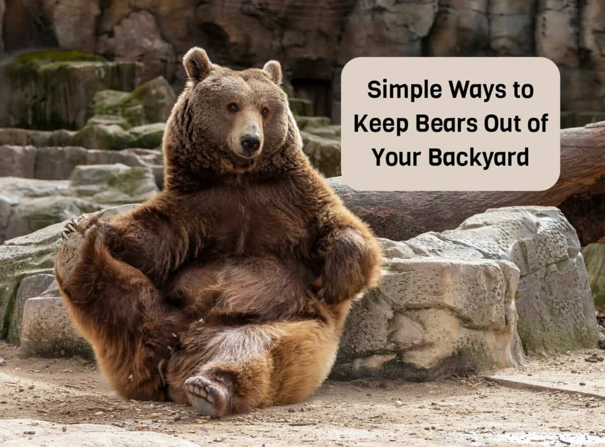Simple Ways to Keep Bears Out of Your Backyard