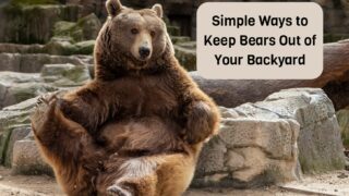 Simple Ways to Keep Bears Out of Your Backyard