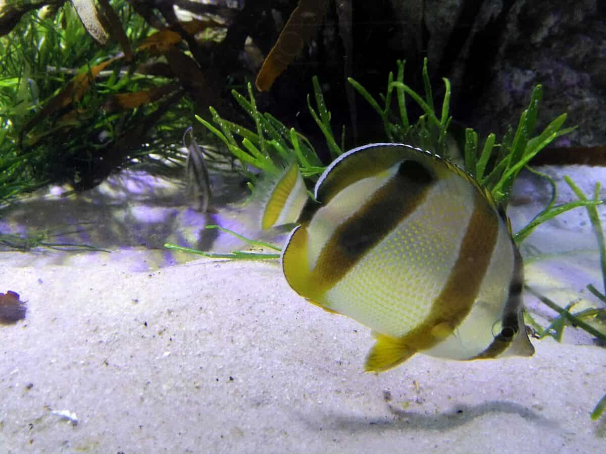 Butterfly fish. 