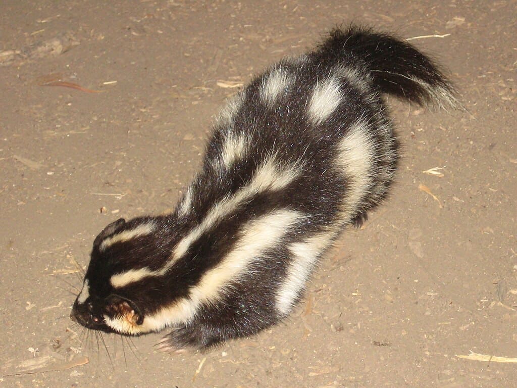 western spotted skunk