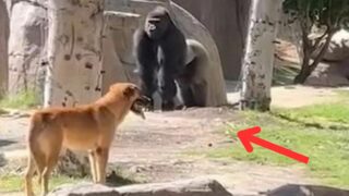Stray Dog Enters Gorilla Habitat
