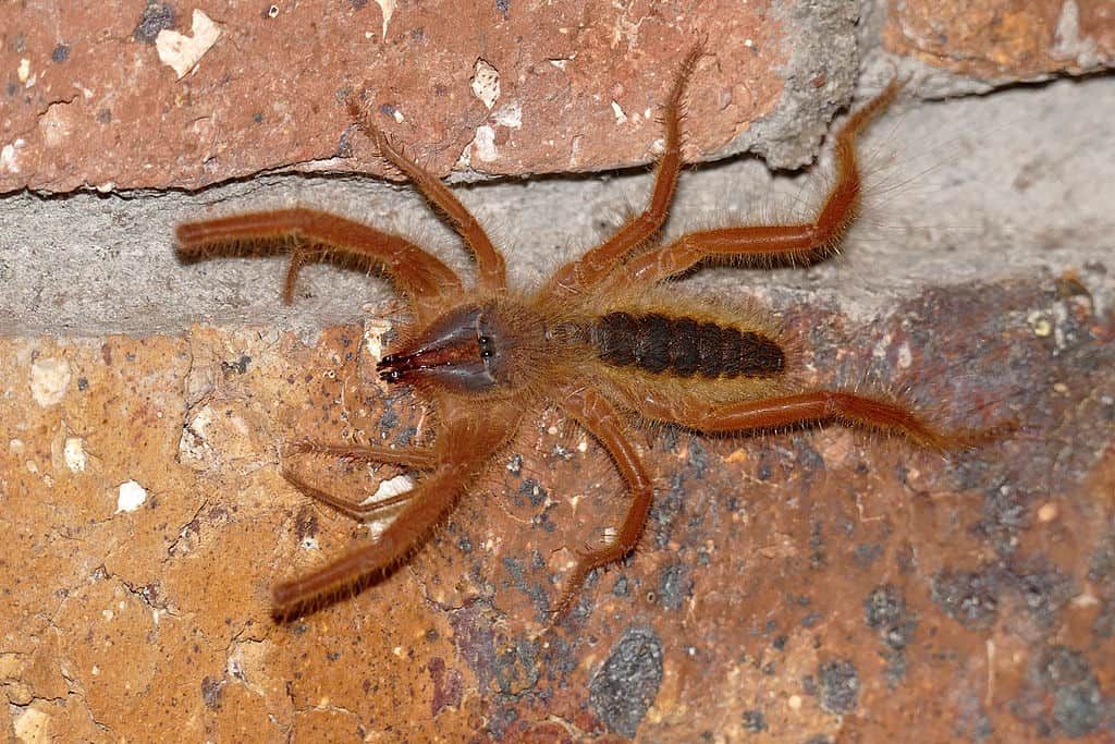 Camel Spider. Bernard DUPONT from FRANCE, CC BY-SA 2.0 https://creativecommons.org/licenses/by-sa/2.0, via Wikimedia Commons