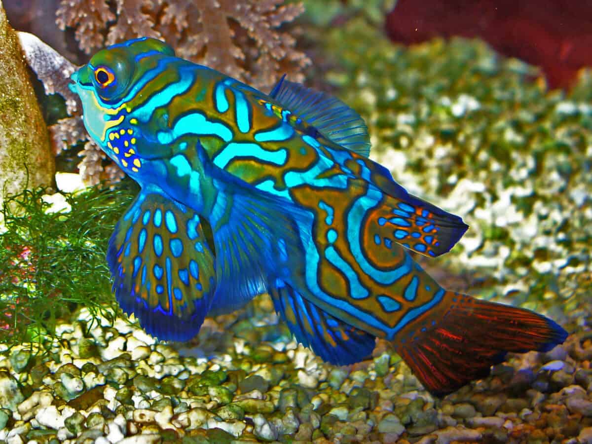 Mandarinfish