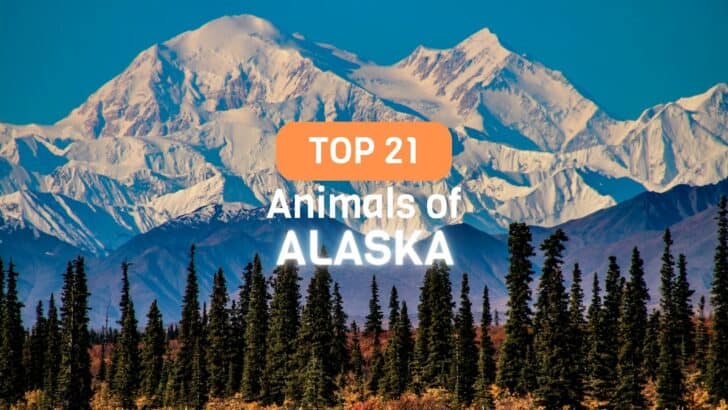Top 21 Animals in The State of Alaska