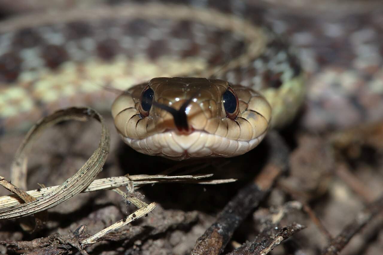 Garter snakes