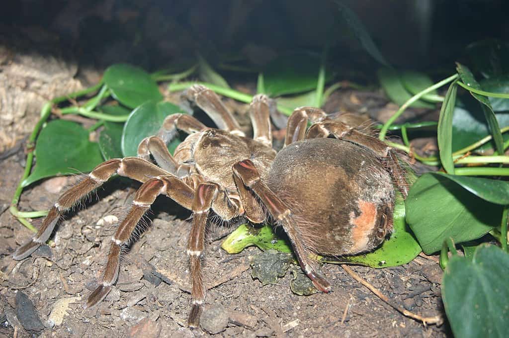 Goliath Birdeater. Ryan Somma, CC BY 2.0 https://creativecommons.org/licenses/by/2.0, via Wikimedia Commons