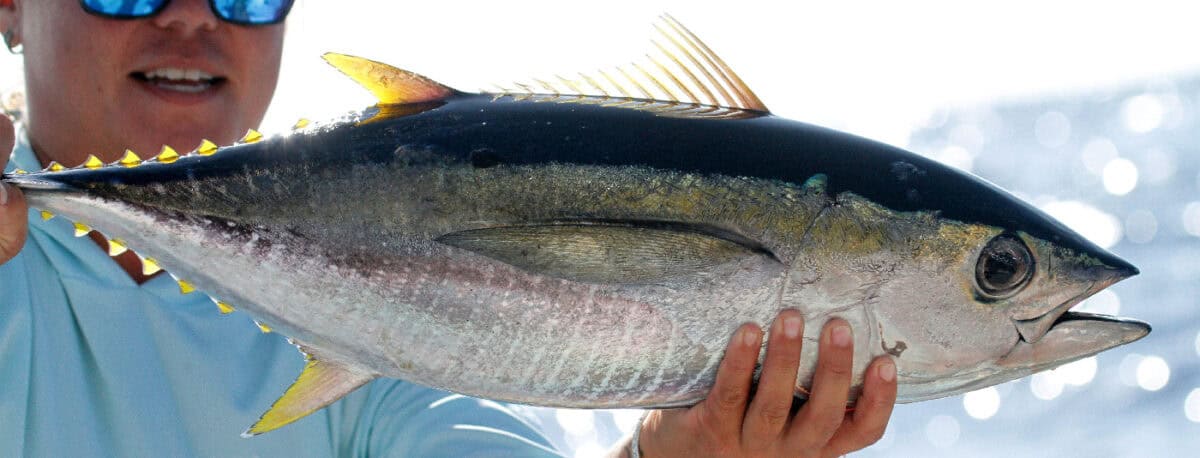 Guy in ocean with yellow tuna fish