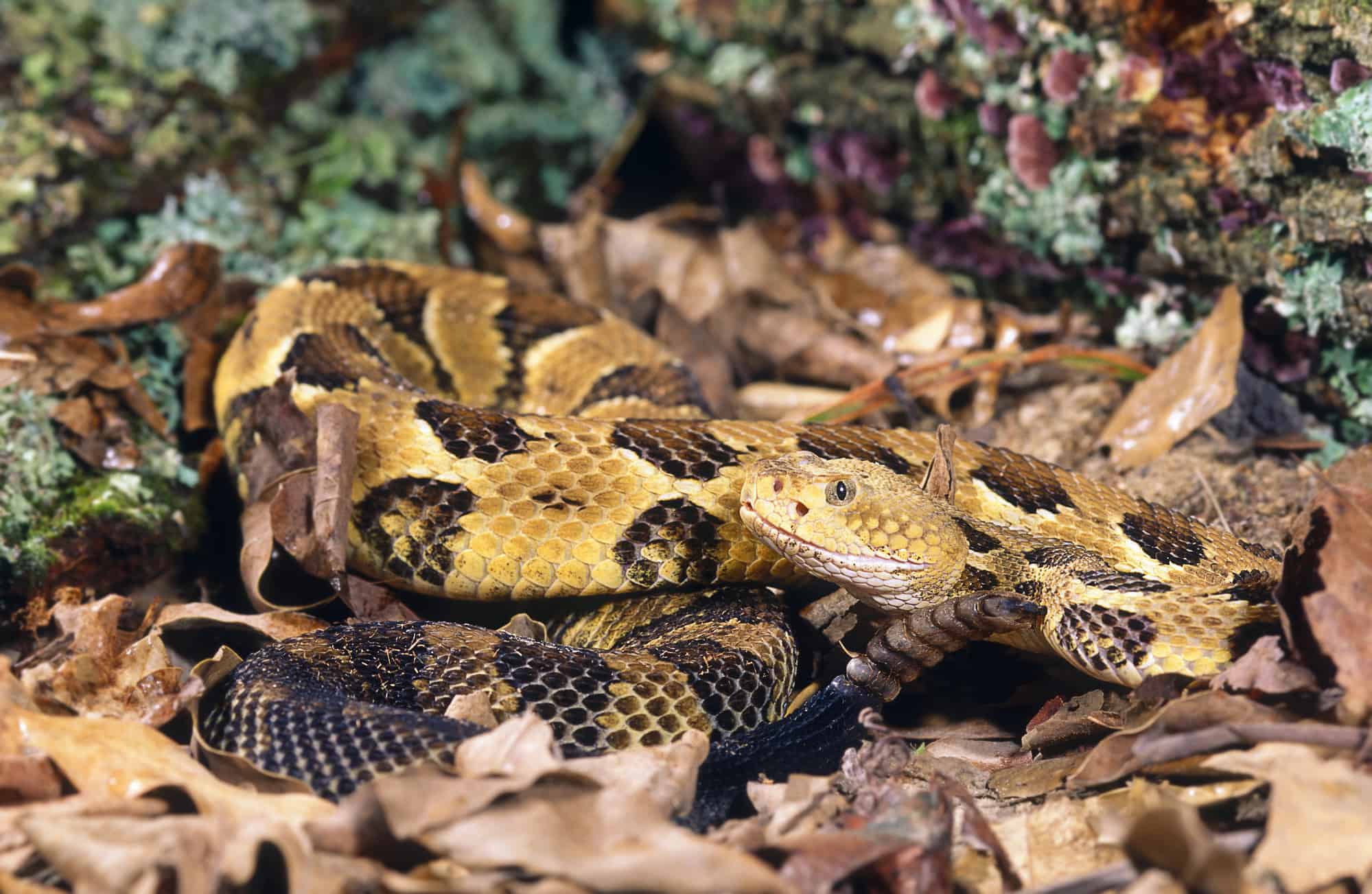 Timber rattlesnake resting on rock