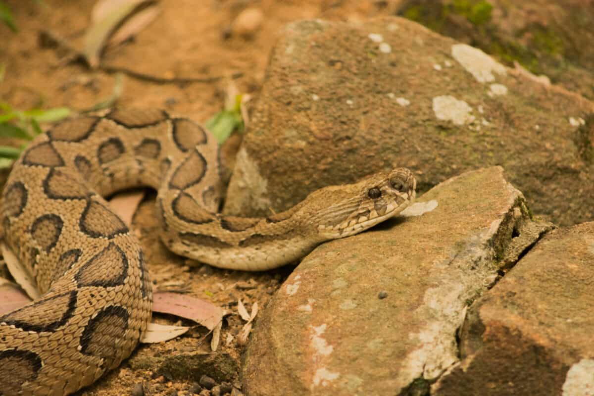 Timber rattlesnake resting on rock in Bannerghatta National Park