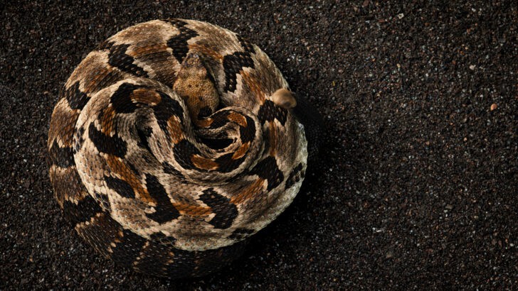 9 Debunked Myths About Rattlesnakes