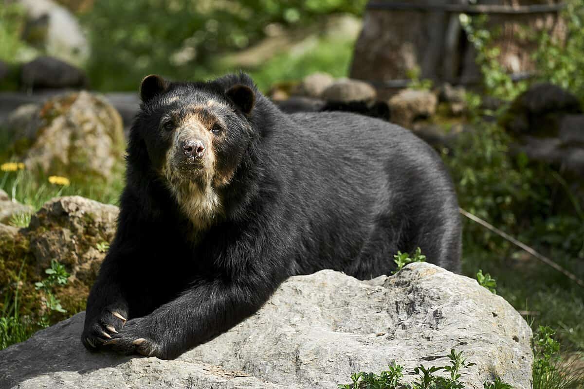 andean bear