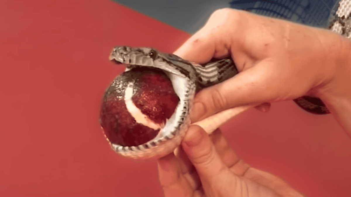 snake