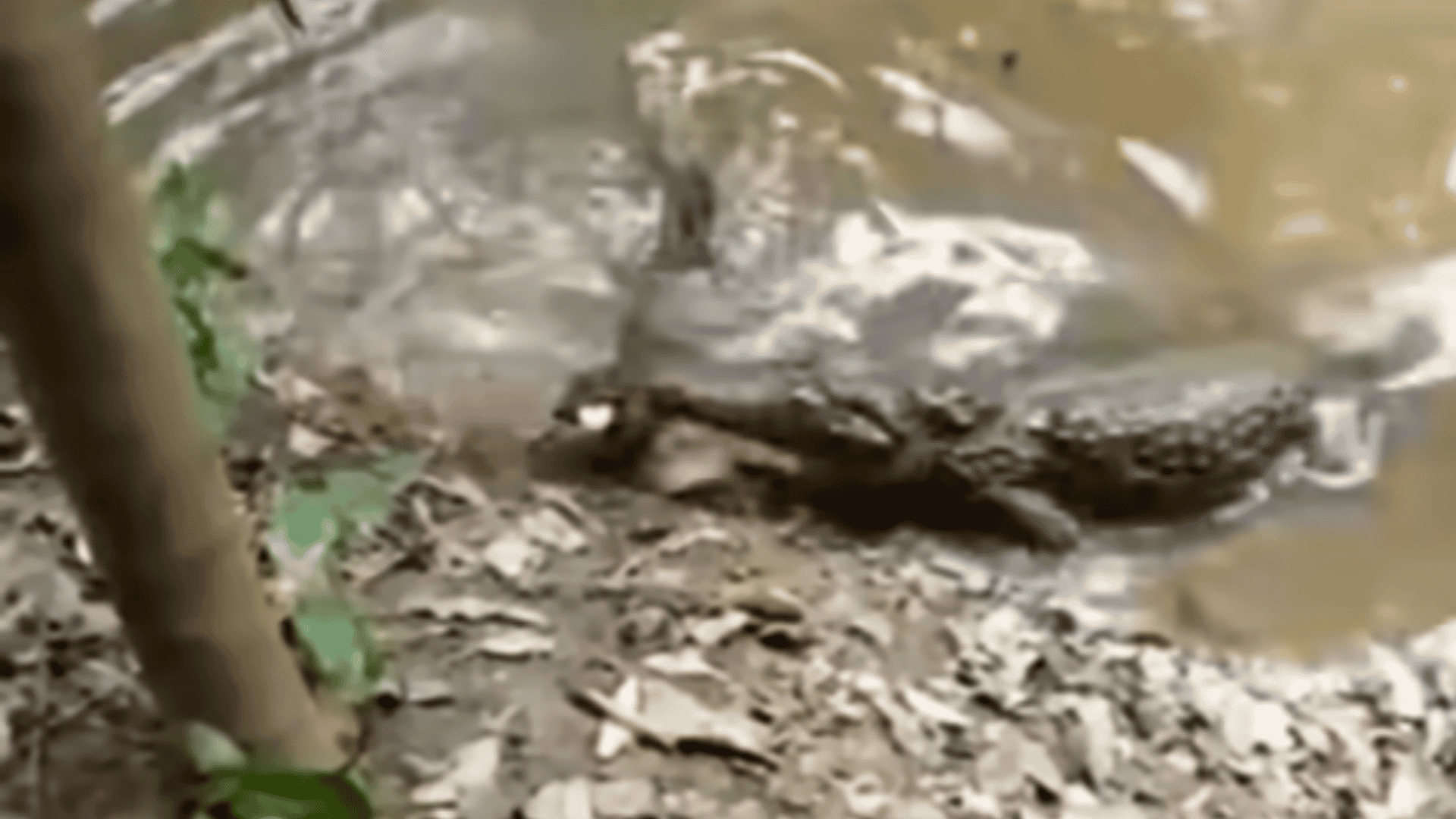 crocodile snatches electric eel