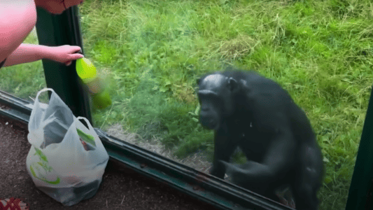 Watch Genius Chimp Asks Zoo Visitors For Soda