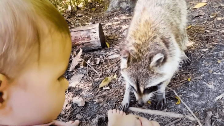 Watch Raccoon Mother Shows Off Her Baby