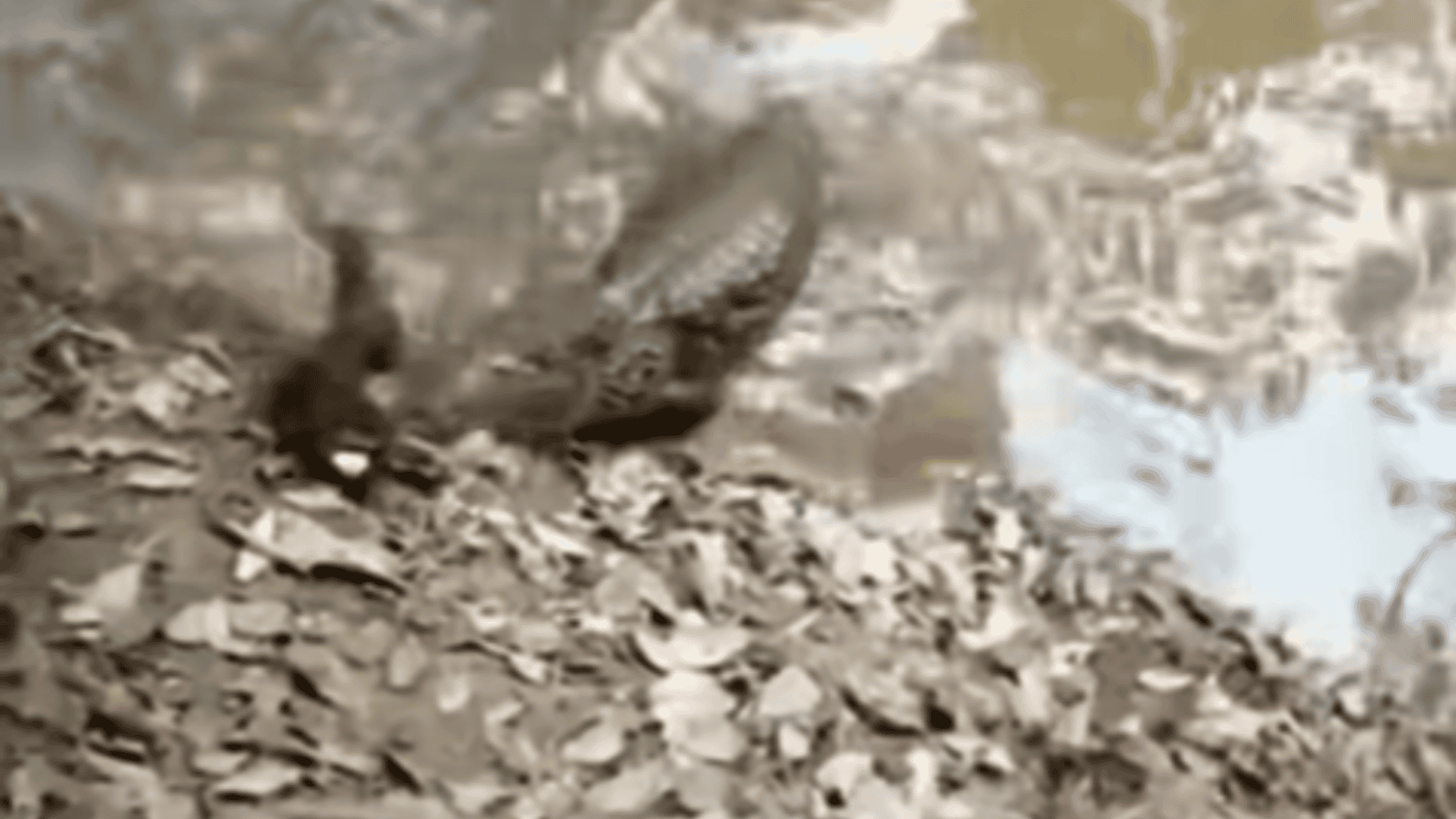 crocodile snatches electric eel
