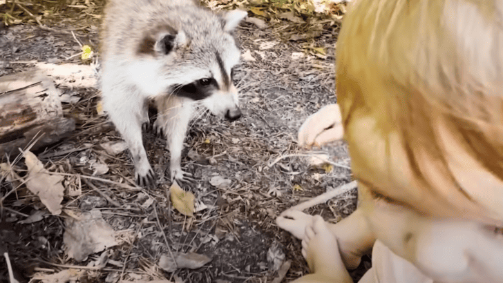 Watch Raccoon Mother Shows Off Her Baby