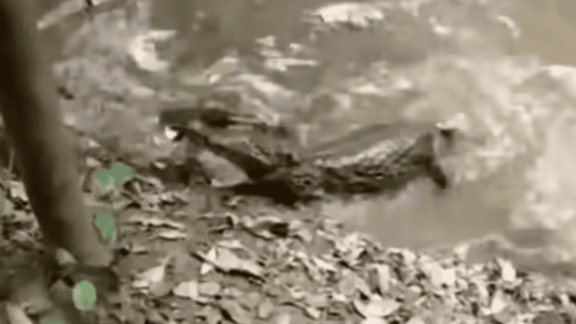 crocodile snatches electric eel