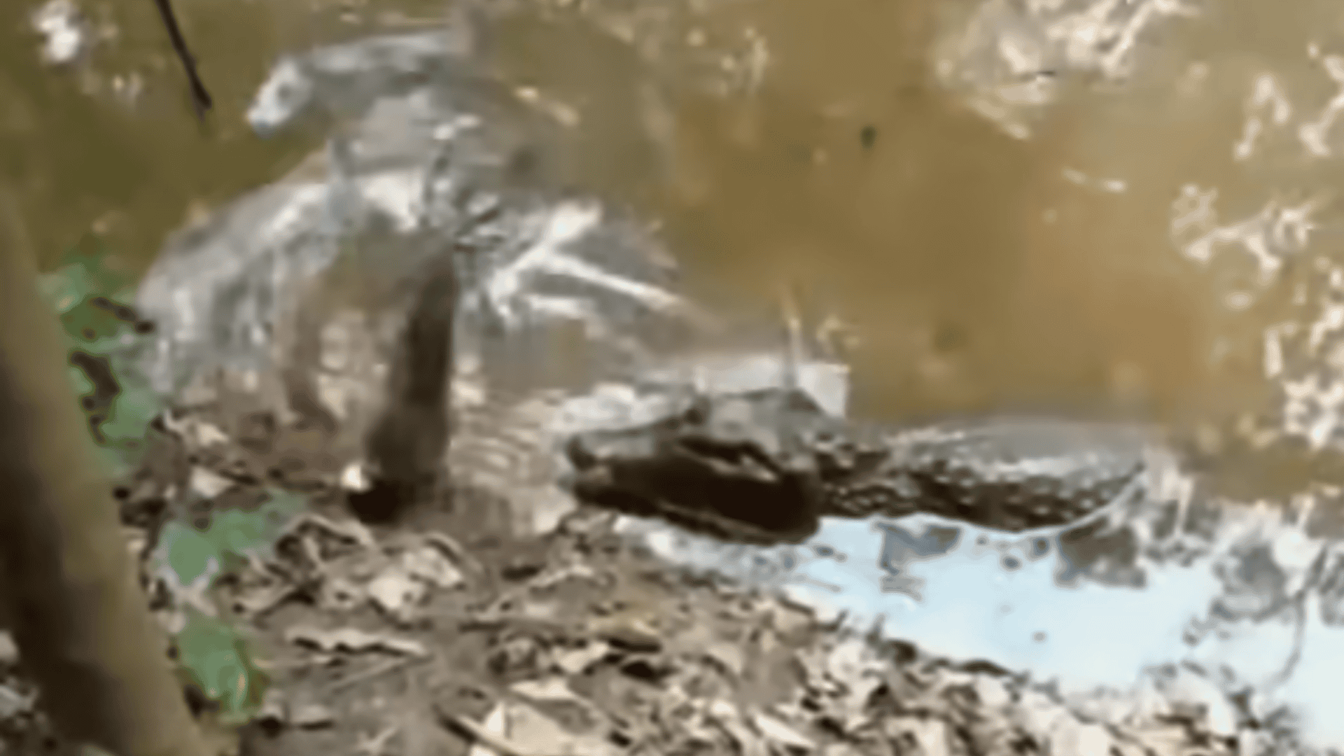 crocodile snatches electric eel