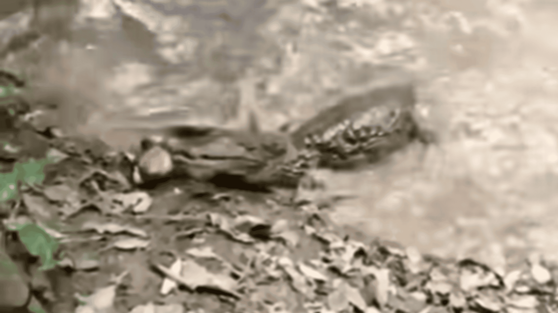 crocodile snatches electric eel