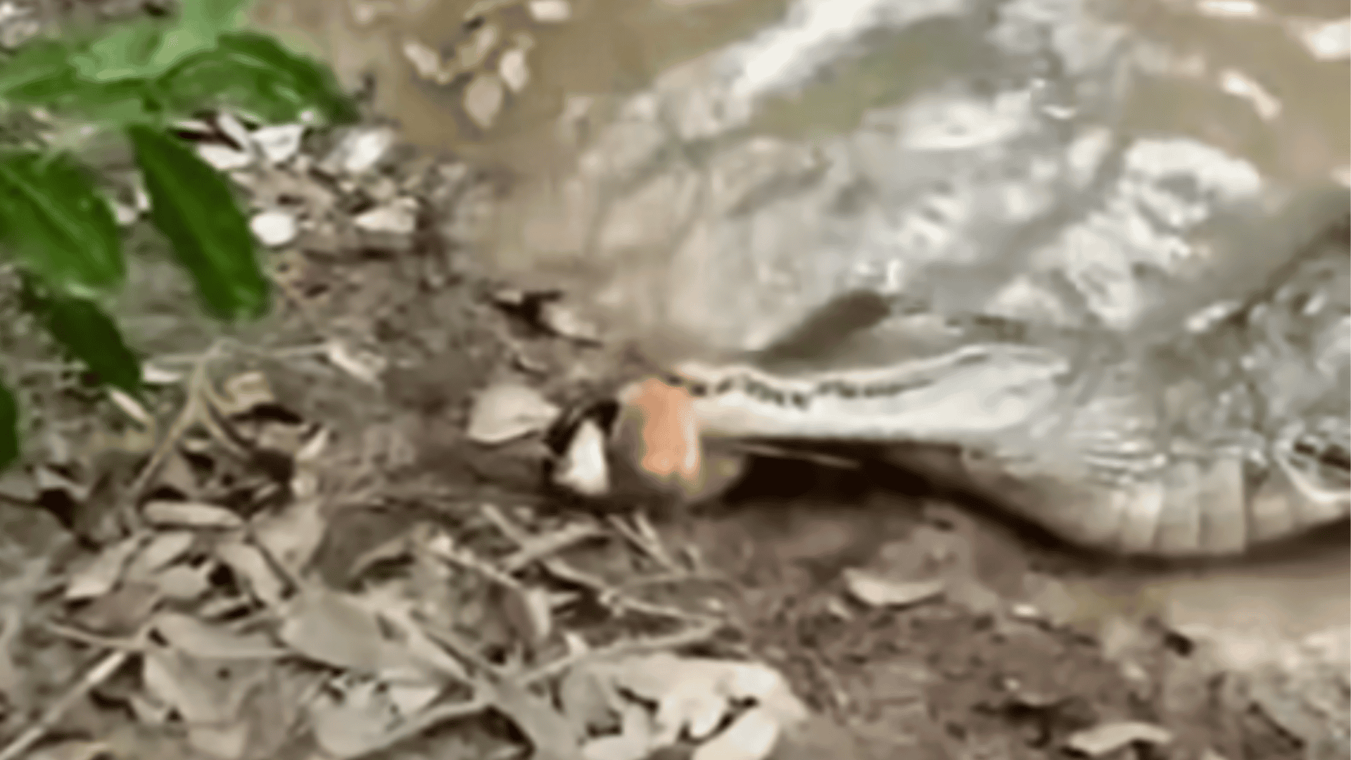 crocodile snatches electric eel