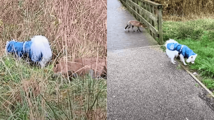 Wild Fox Sneaks Up On Unsuspecting Dog