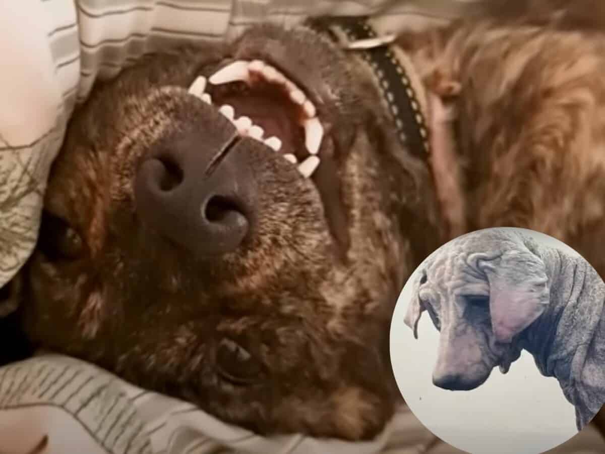 Watch: Heartwarming recovery of a rescue dog in Bali