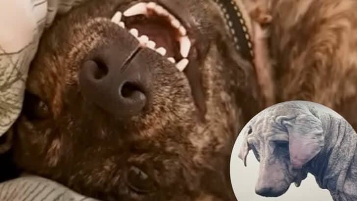 Heartwarming Recovery of a Rescue Dog in Bali
