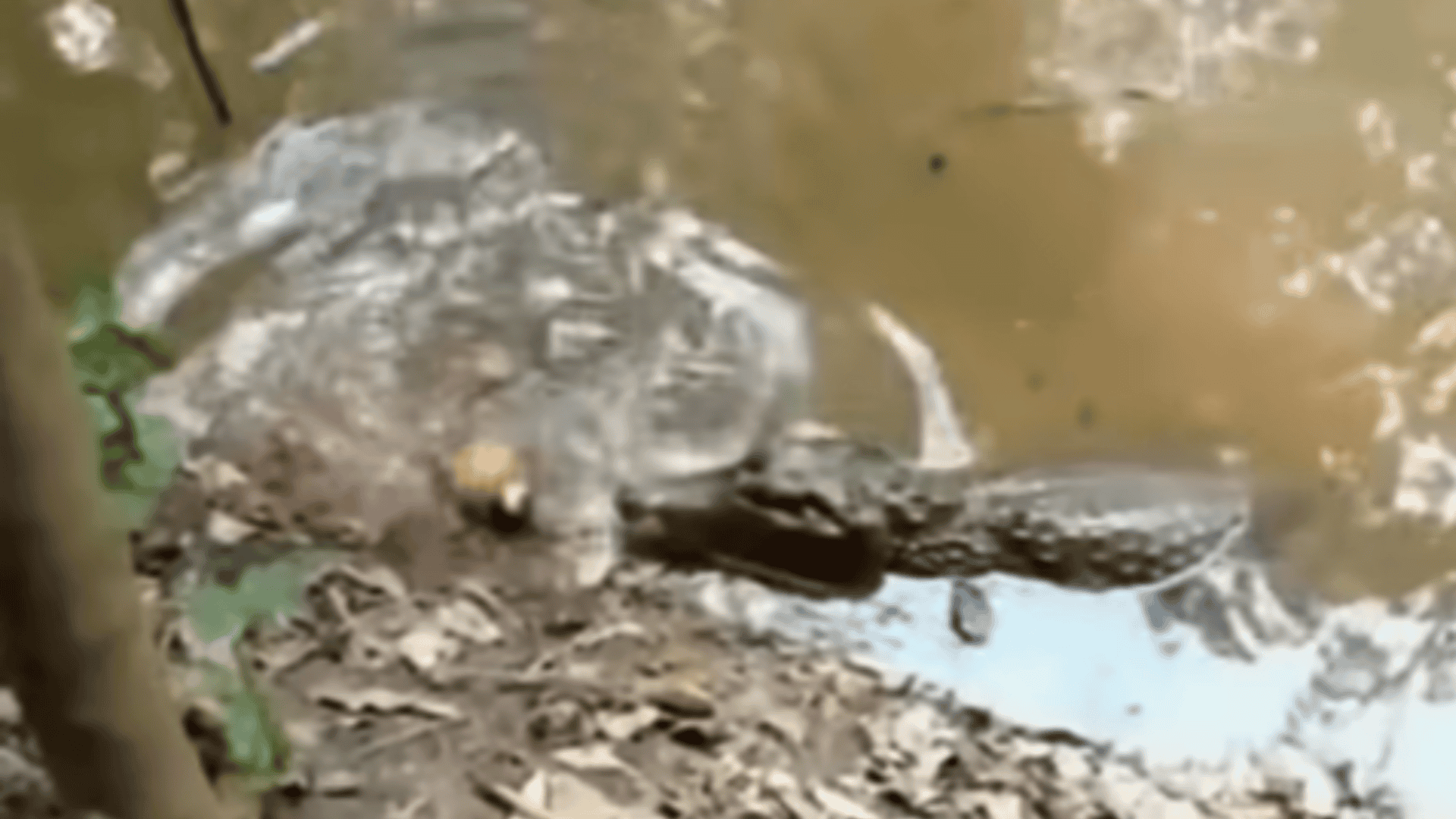 crocodile snatches electric eel