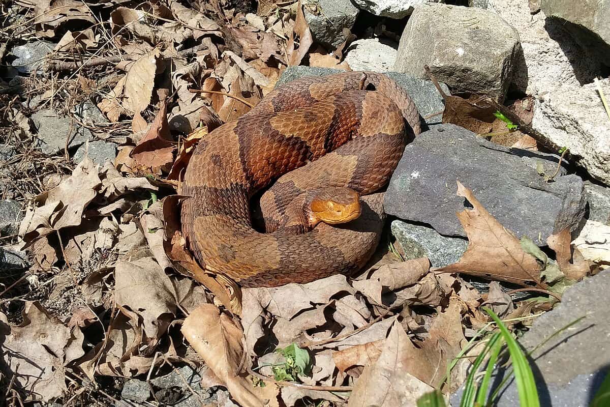 Copper snake 