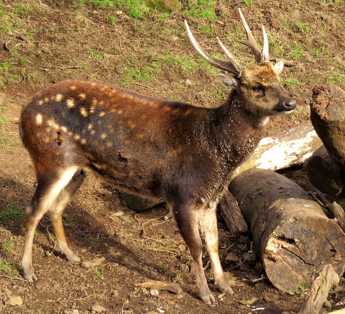 Two Visayan deer's spotted