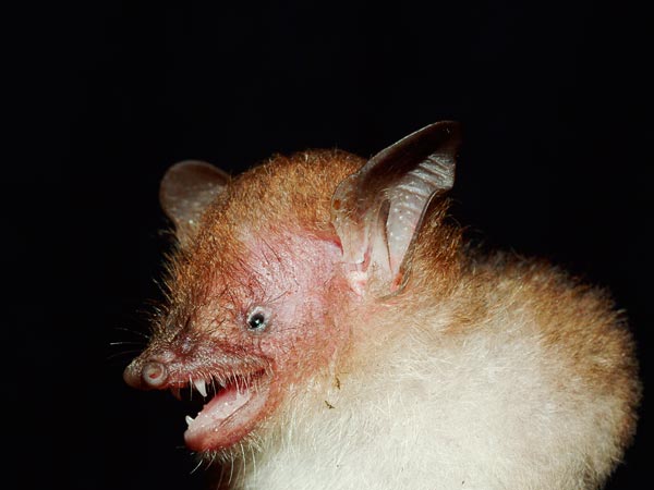 Scary tube nosed bat 