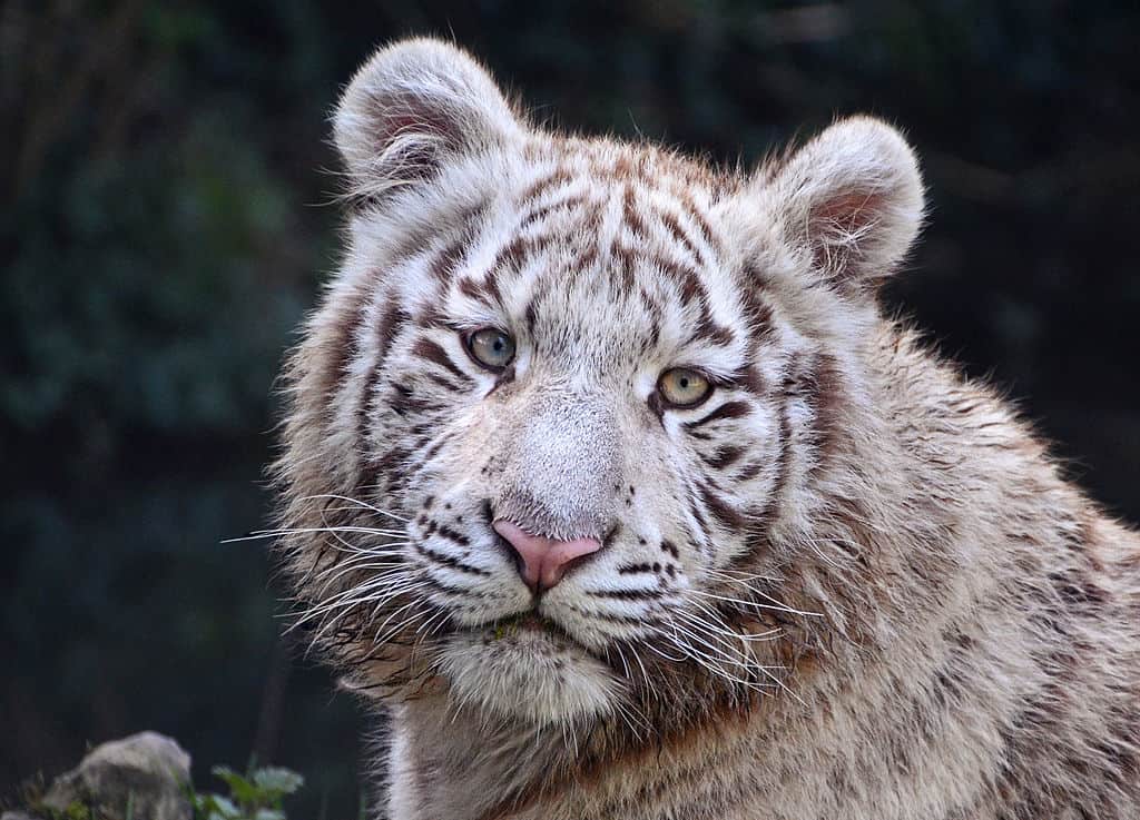 Portrait of white tiger. Clément Bardot, CC BY-SA 4.0 https://creativecommons.org/licenses/by-sa/4.0, via Wikimedia Commons