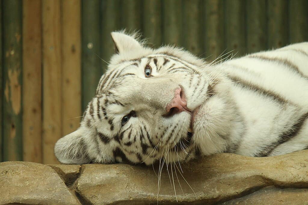 White tiger. elPadawan, CC BY-SA 2.0 https://creativecommons.org/licenses/by-sa/2.0, via Wikimedia Commons